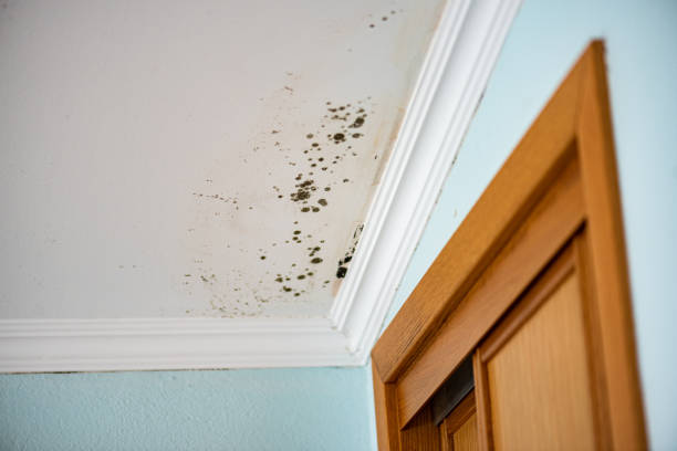 Best Mold Odor Removal Services  in Spencer, WV